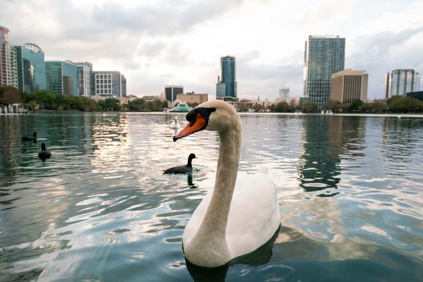 Orlando Swans Die: City Hiding Health Crisis?