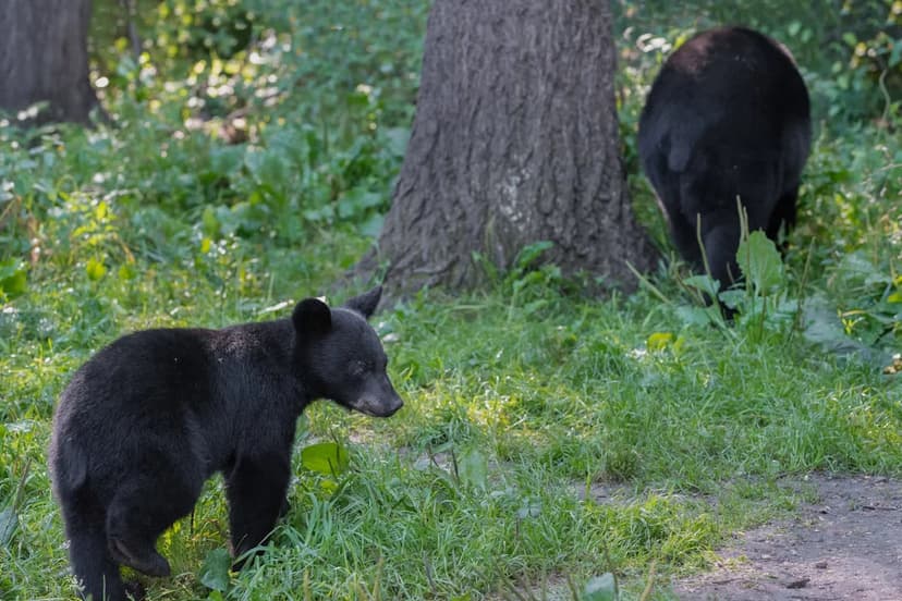 Orphaned Bear Cubs Get Second Chance in India