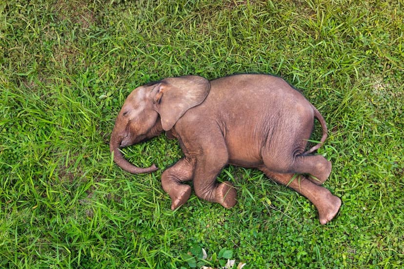 Nigeria's First Orphaned Elephant Finds Hope