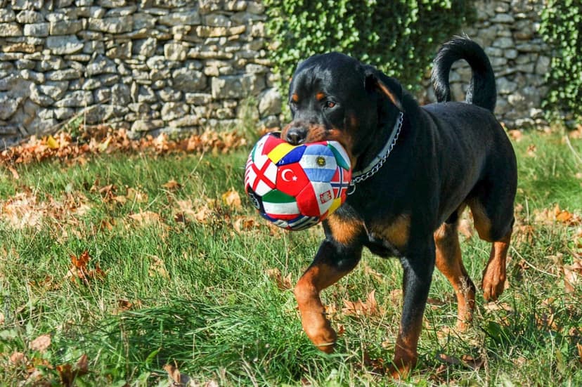 Osito: The Cargo Bike Poodle Stealing the World Cup Show