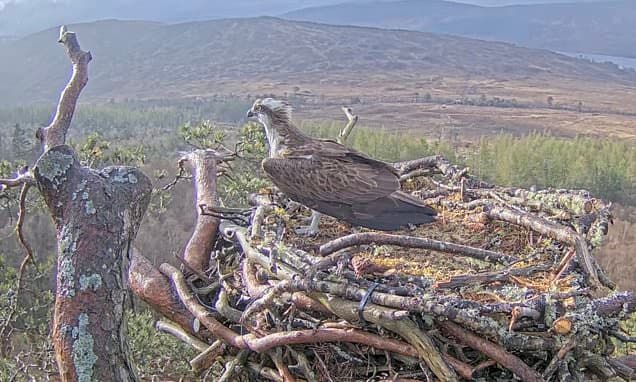 Osprey 'Louis' Returns from Presumed Death