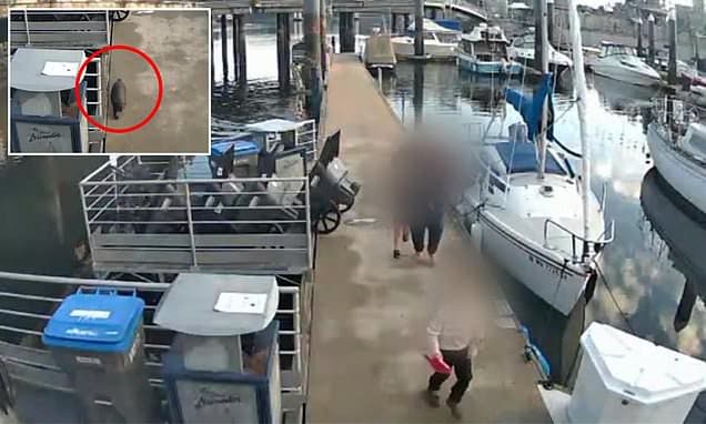 Washington Port Pays $350K Over Otter Attack on Young Child