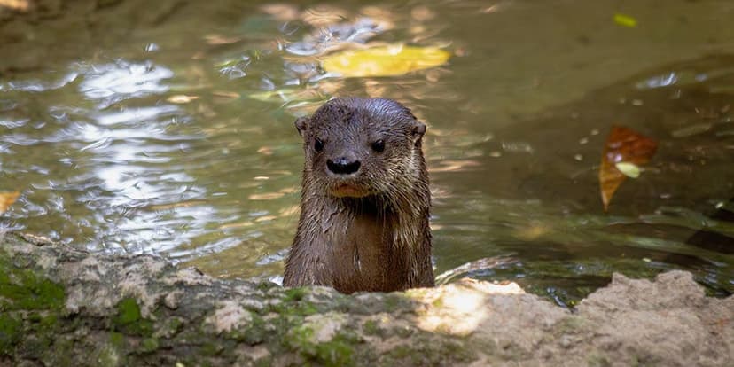 Swim Instructor Battles Aggressive Otter in Lake Tahoe Attack