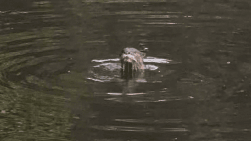 Otter Sighting Surprises Chennai Urbanites