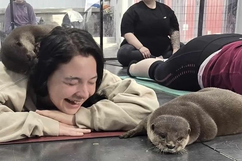 World's Only Otter Yoga? Ohio Farm's 'Treasure Goblins' Delight