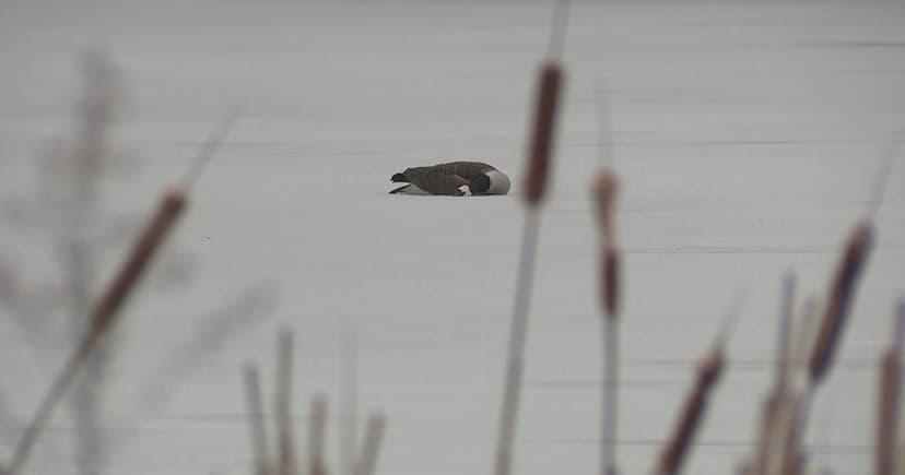 Millions of Birds Fall to Avian Flu in PA