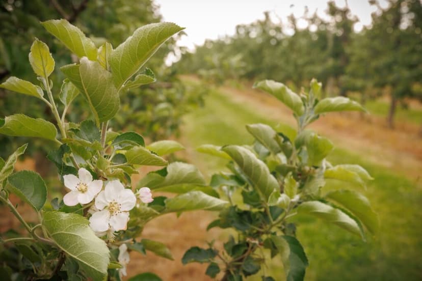 Freeze Devastates PA Fruit Crops, Aid Arrives