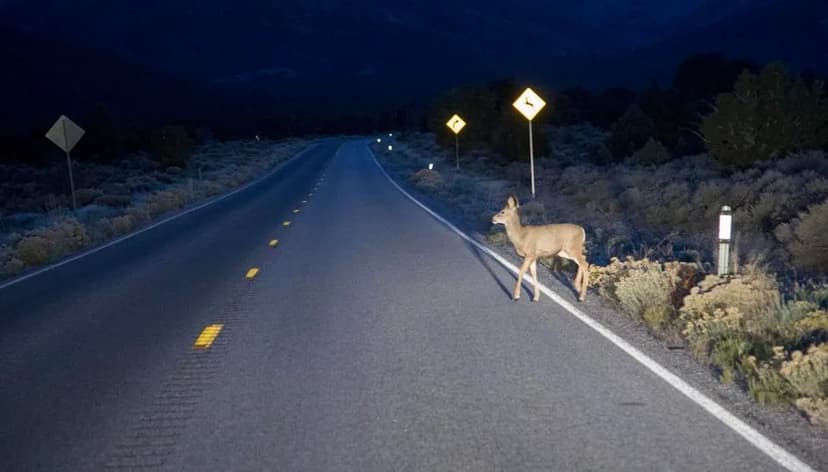 PA Tackles Wildlife Crashes with New Agency Group