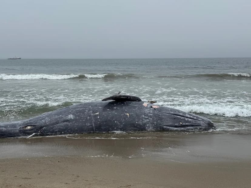 Gray Whales Face Catastrophe: Thousands Dying