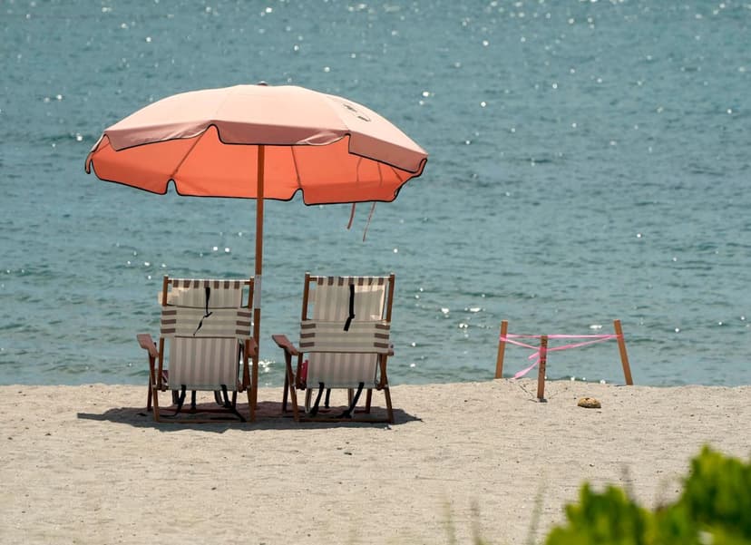 Palm Beach Loggerheads Nest in Record Numbers