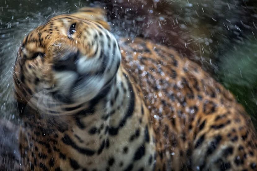 Palm Beach Zoo Roars to Life with Music Nights