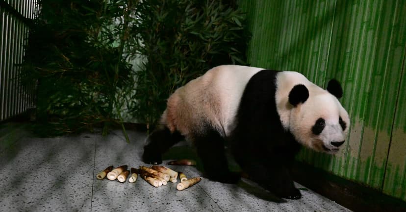 Panda Twins' Journey Home: From Tokyo to Sichuan