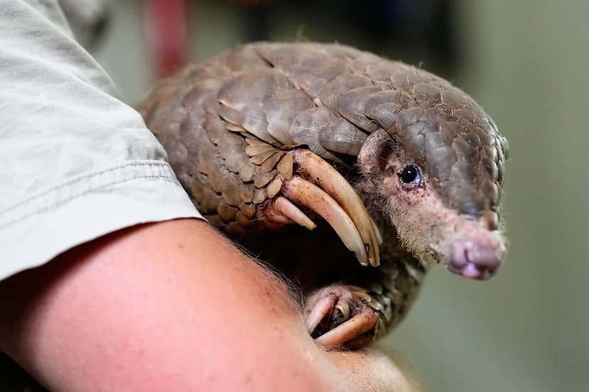 Pangolins: The World's Most Trafficked Mammal