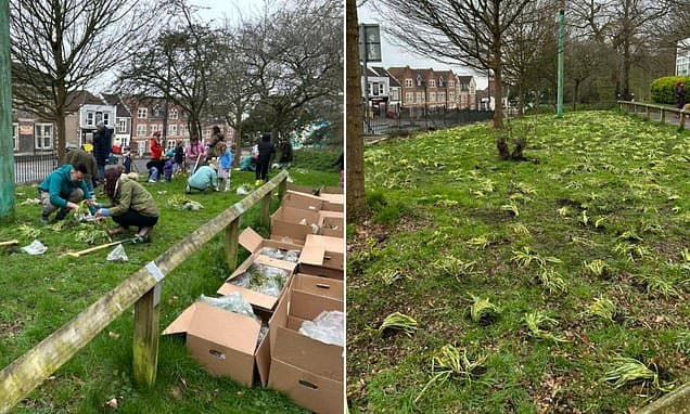 Volunteers' 30,000 Bulbs Mowed Days After Planting