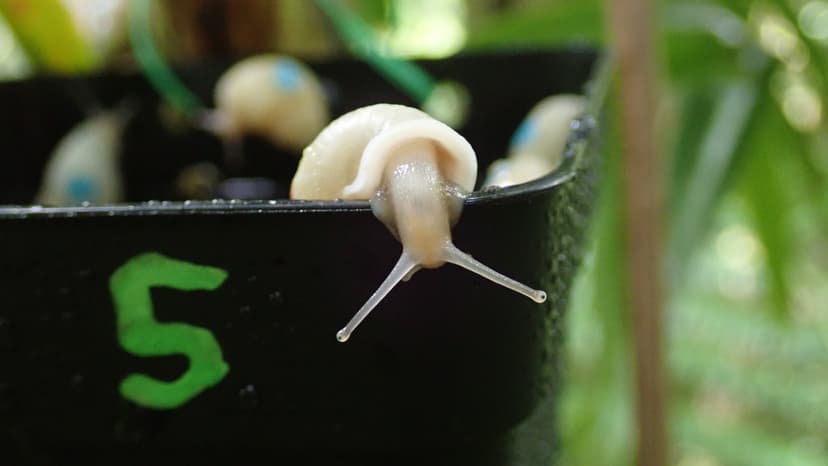 Tiny Partula Snails' Epic Comeback After Near Extinction