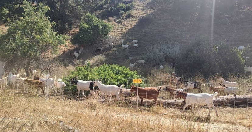 Goats Tackle Wildfire Risk in Pasadena Park