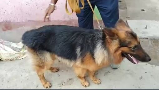 Dog's Nose Solves Kidnapping Murder in 72 Hours