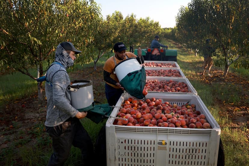 Peach Crop Devastated: Millions Lost to Freeze and Drought