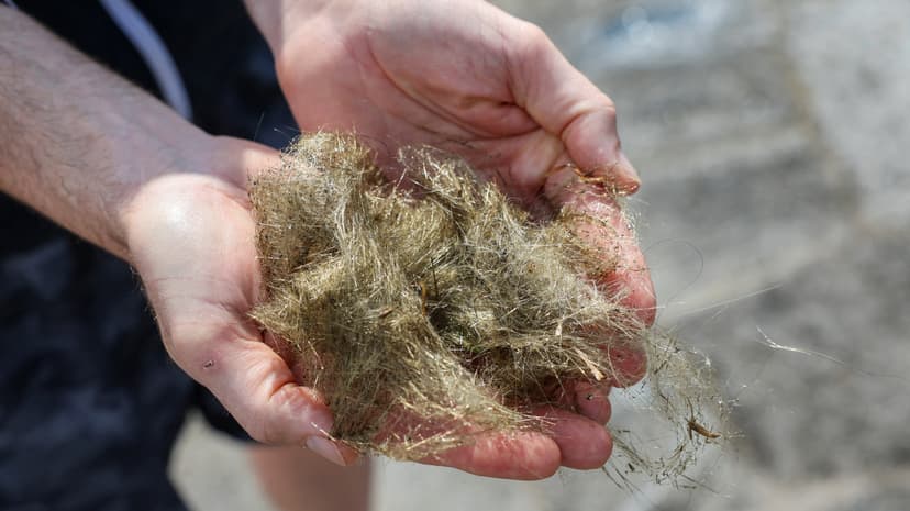 Volcanic Glass Strands Resemble Human Hair