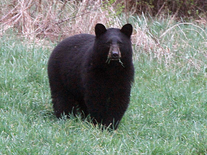 Bear Canister Rule Starts May 1 in Pemigewasset Wilderness