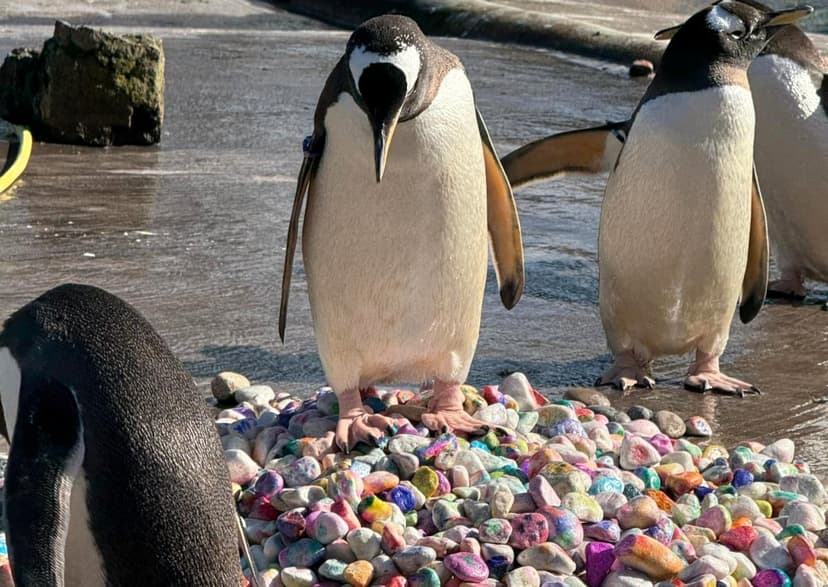 Children's Art Brightens Penguin Nests at Edinburgh Zoo