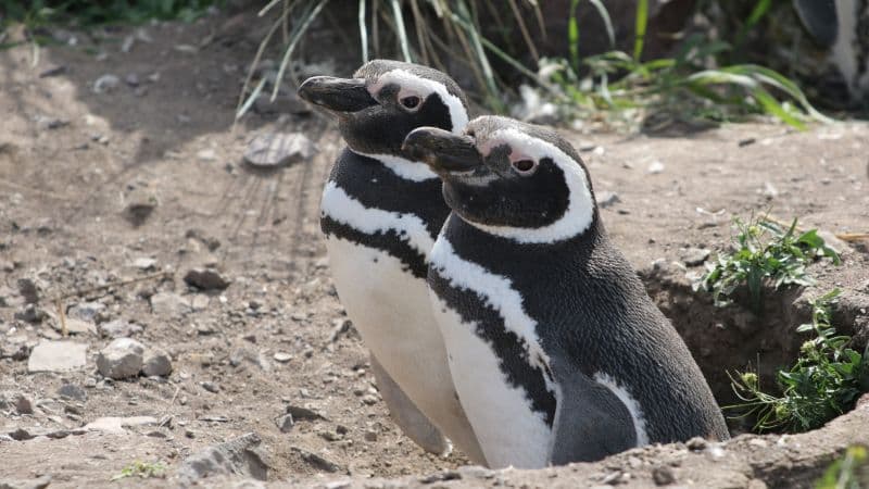Penguins Detect 'Forever Chemicals' in Remote Argentina