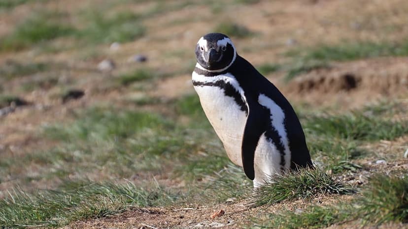 Tiny Penguins: Big Clues to Toxic 'Forever Chemicals'