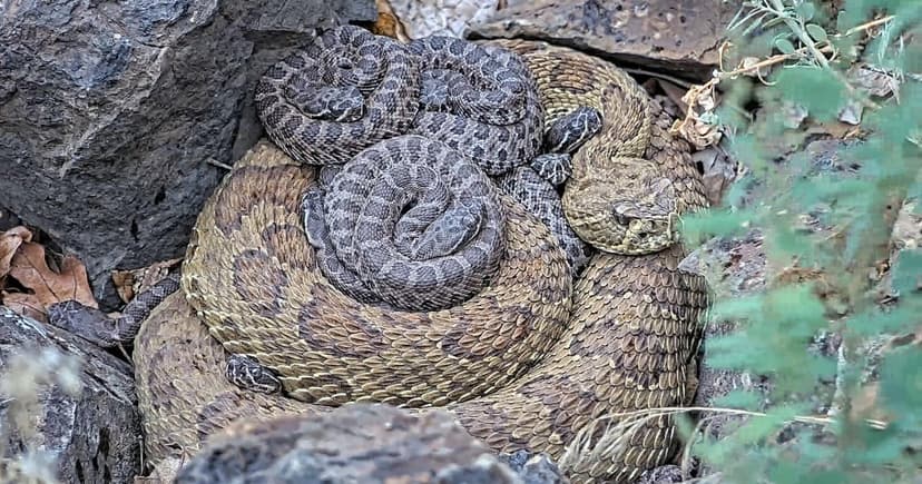 Pennsylvania Timber Rattlesnakes: A 24/7 Livestream Peek