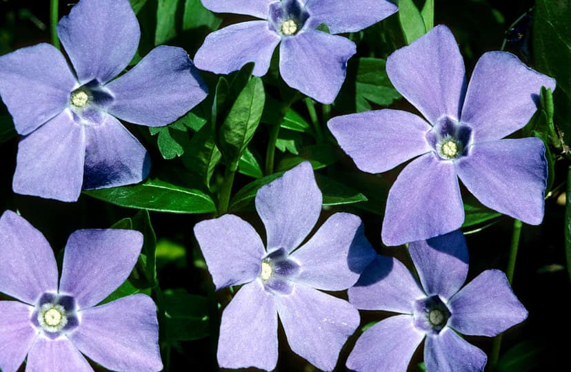 Periwinkle: Your Domain, Your Social Network