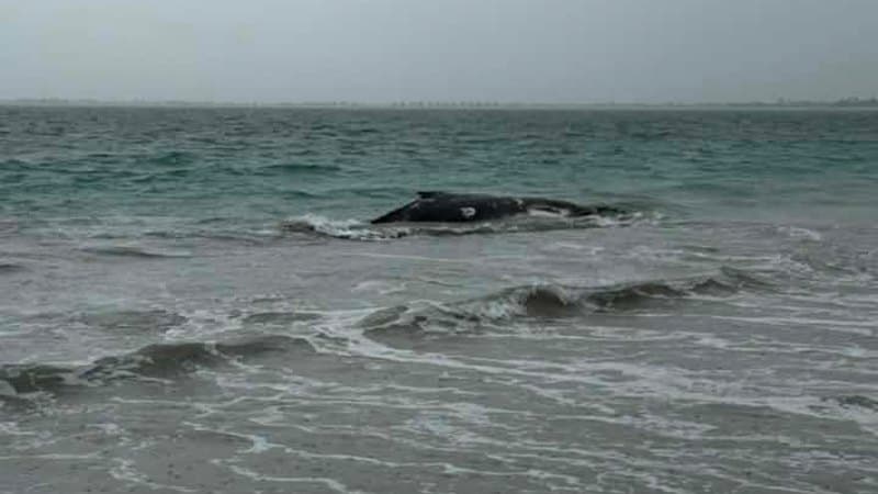 Humpback beaching sparks rescue effort