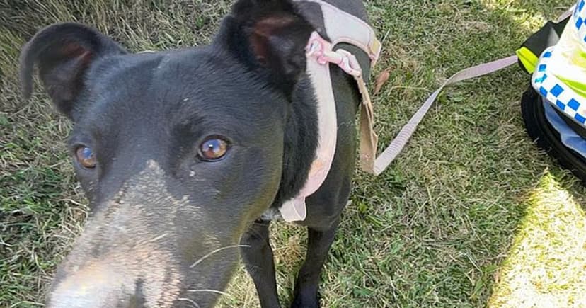 Puppy Strangler Avoids Prison in Cruelty Case