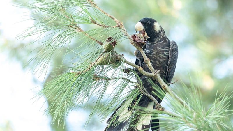 Perth Zoo Builds Black Cockatoo Hospital Amid Bird Flu Threat