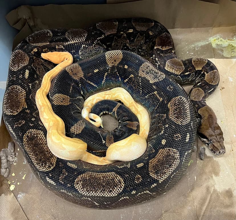 Pet Boa Mistakenly Killed by Wildlife Officers