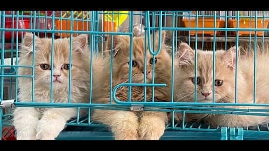 Pet Surge Risks: Experts Warn of Hidden Dangers