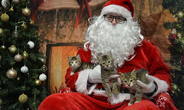 Pets Stay Home: Charity's Lifeline for Needy Owners