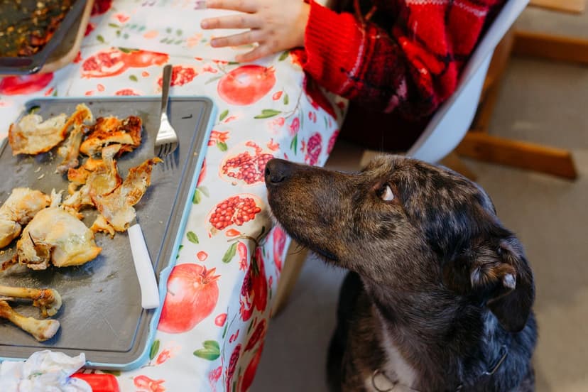 Thanksgiving Perils: Pet Food Dangers Revealed