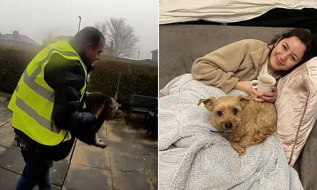 Pets Treated as Cash: Thieves Target All Animals