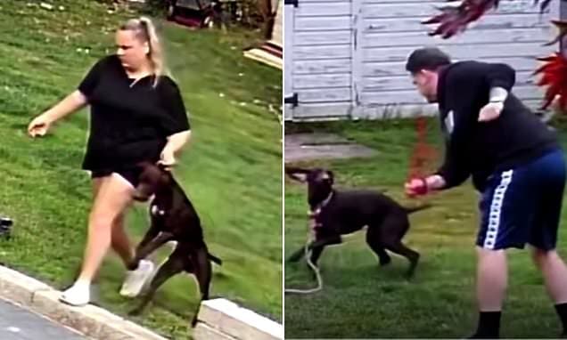 Petsitters' Cruelty: Dogs Dragged and Kicked