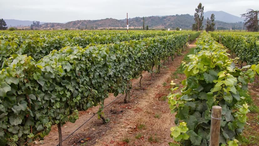 Alarming PFAS Use on CA Food Crops Revealed