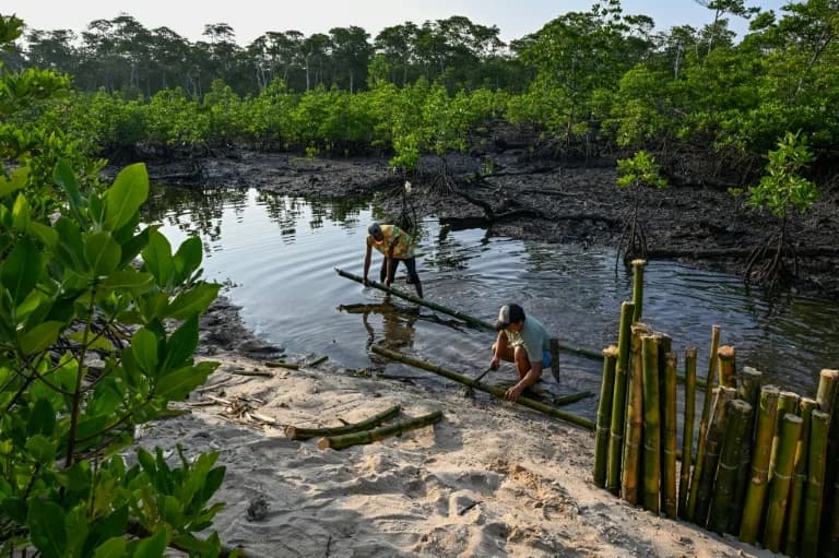 Mangroves Fight Back Against Storms in Philippines