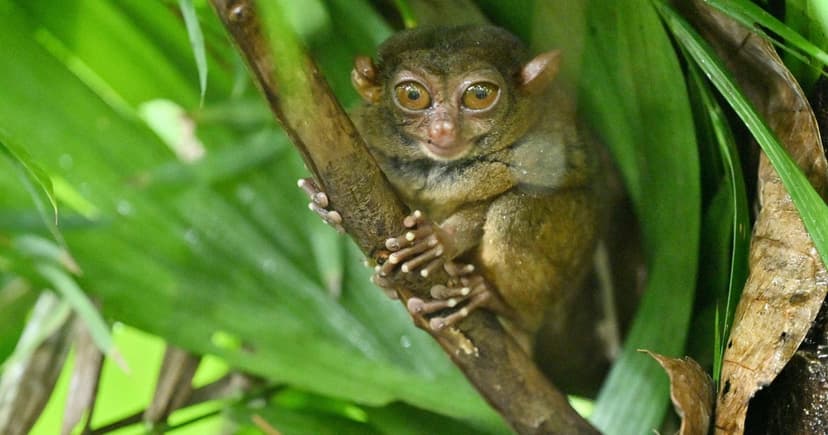 Tiny Tarsiers Found Beyond Known Habitats