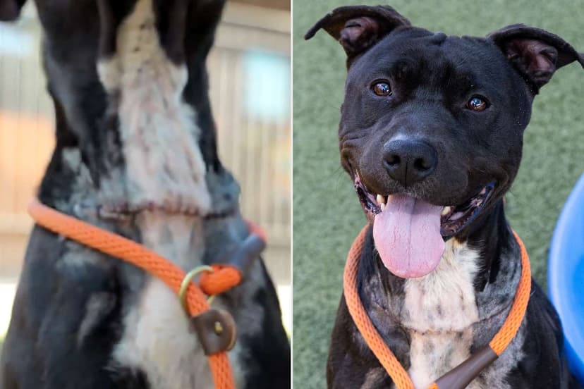 Dog's Survival Spurs New Protections in Phoenix