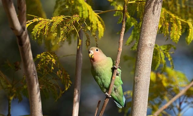 Phoenix's Feathered Romantics: Largest Lovebird Colony Outside Africa