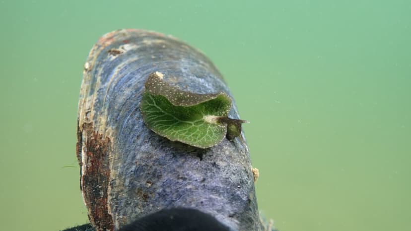 Nova Scotia Slug: Nature's Solar Panel?