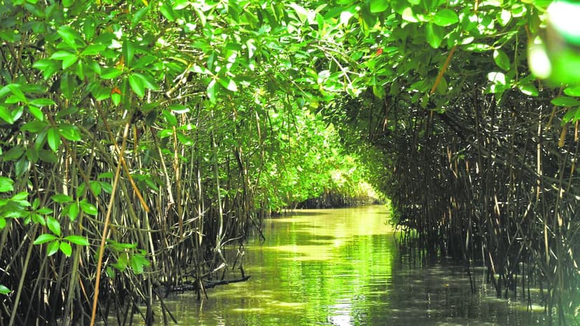 Mangroves Worth ₹2,485 Cr: A Hidden Economic Giant