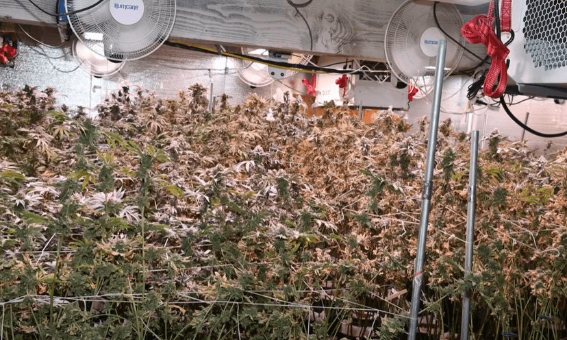 Seven Charged in Massive Unlicensed Weed Farm