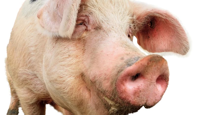 Pig Organs for Humans: Transplant Solution Arrives
