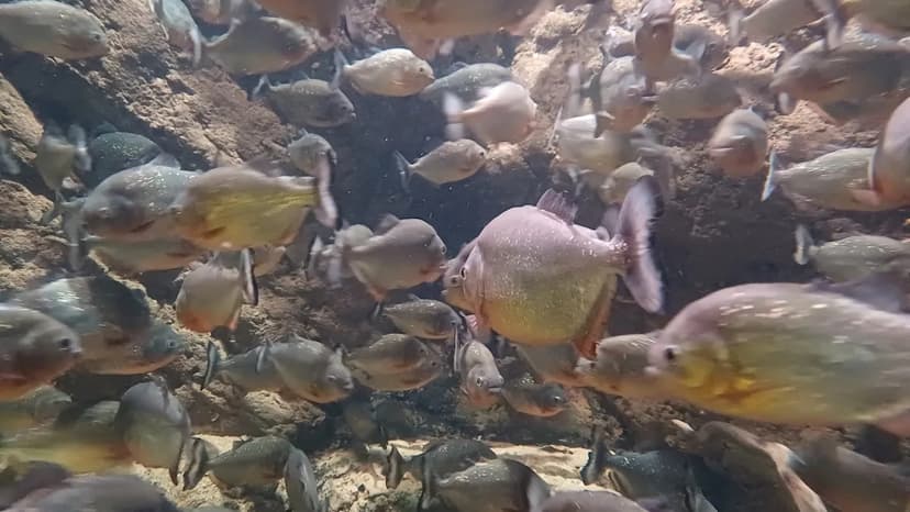 Baby Loses Toe in Terrifying Piranha Attack