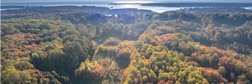 Planting Forests, Not Just Trees, for a Greener Future