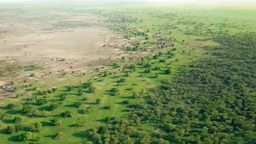 Planted Forests Outpace Nature: A Carbon Accounting Puzzle